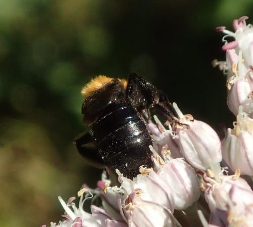 Réf. 166 407 : Andrena thoracica