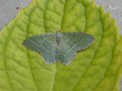 Réf. 166 351 : Hemithea aestivaria