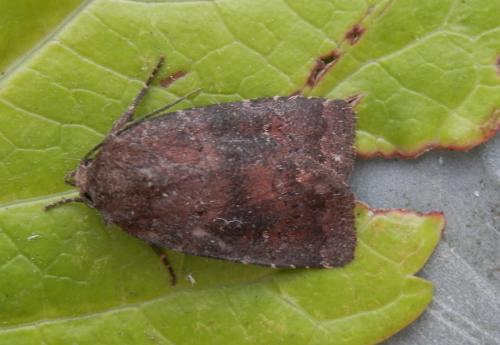 Réf. 166 417 : Charanyca ferruginea