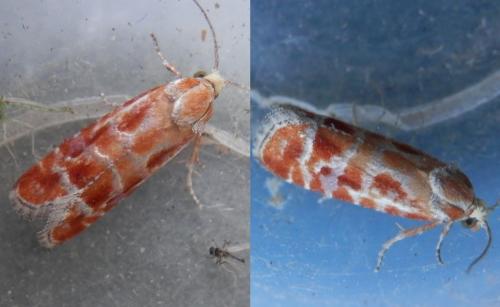 Rhyacionia buoliana