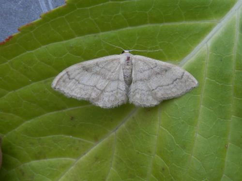 Idaea deversaria