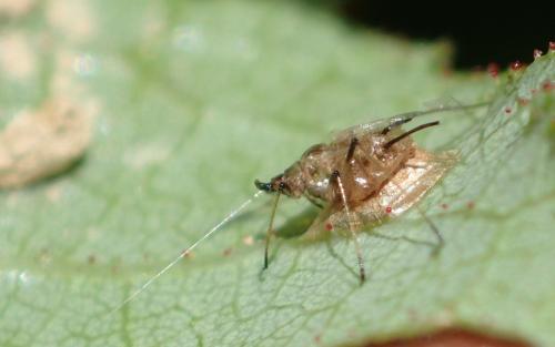 Praon sp.