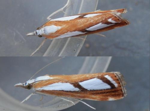 Catoptria permutatellus