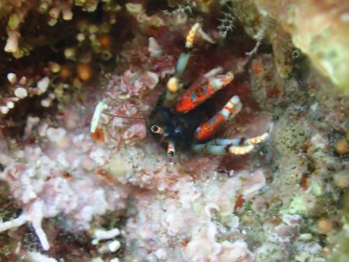 Réf. 166 948 : Calcinus tubularis