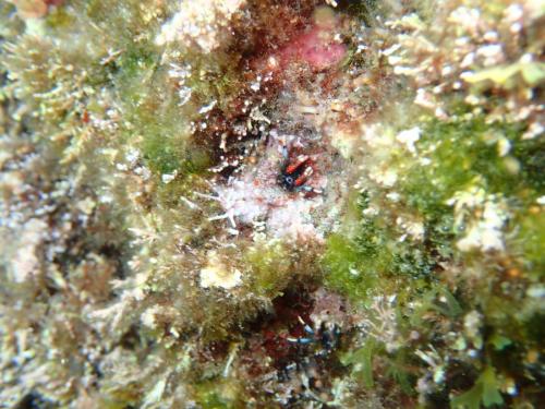 Calcinus tubularis