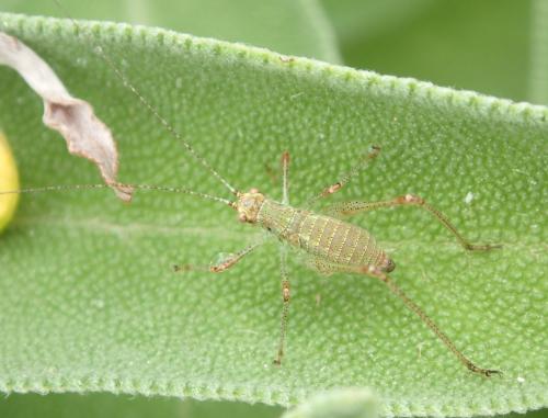 Phaneroptera sp.