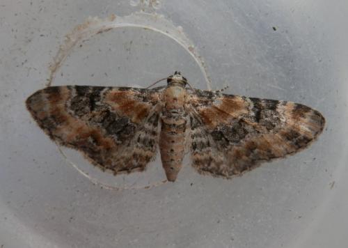 Réf. 166 957 : Eupithecia pulchellata