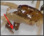 Réf. 166 550 : Pachygnatha clercki