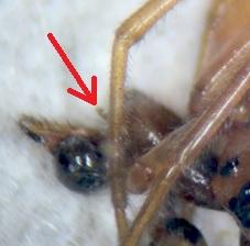Réf. 166 580 : Pachygnatha clercki
