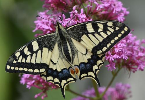 Réf. 166 083 : Papilio machaon