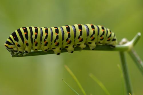 Papilio machaon