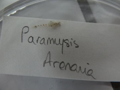 Paramysis arenosa