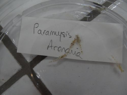 Paramysis arenosa