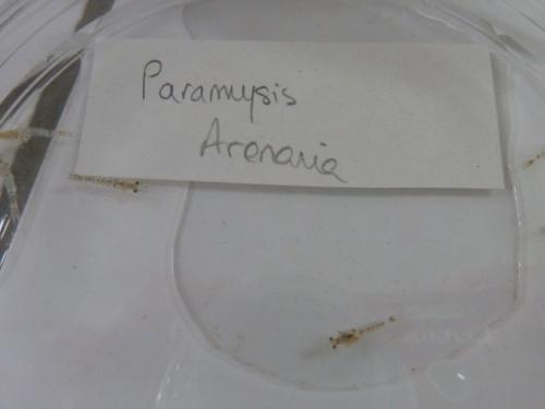 Paramysis arenosa