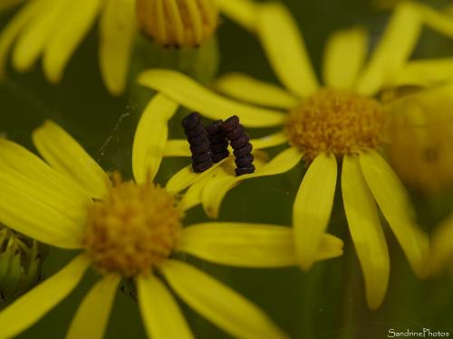 Réf. 166 432 : Ceraleptus gracilicornis
