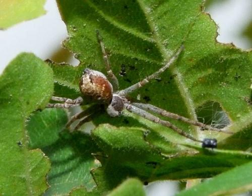 Philodromus sp.