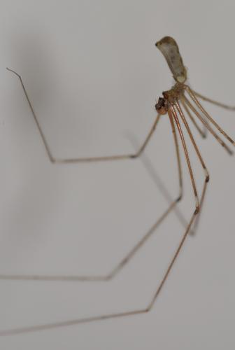 Réf. 166 006 : Pholcus phalangioides