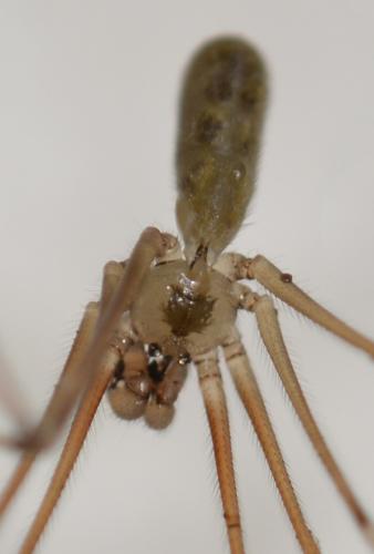 Réf. 166 007 : Pholcus phalangioides
