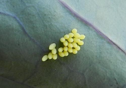Réf. 166 500 : Pieris brassicae