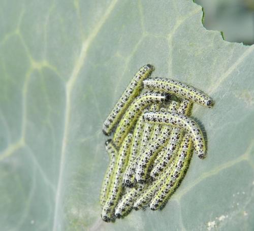 Réf. 166 501 : Pieris brassicae
