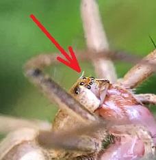 Pisaura mirabilis