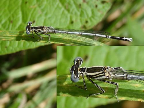 Platycnemis pennipes