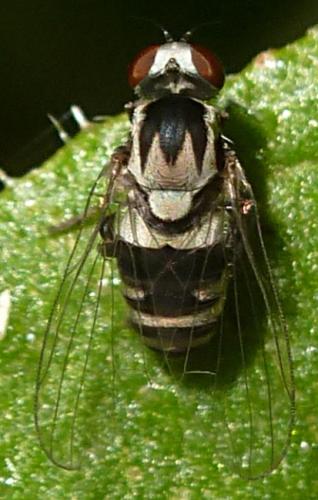 Polyporivora ornata