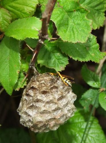 Polistes nimpha