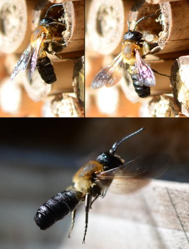 Réf. 166 342 : Megachile sculpturalis
