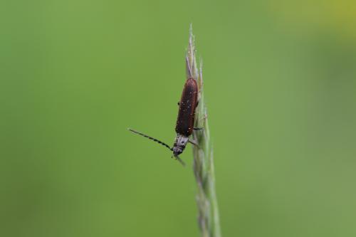 Campylomorphus homalisinus