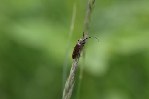 Campylomorphus homalisinus