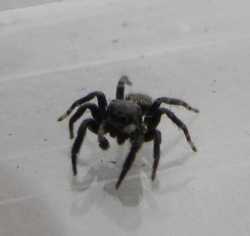 Pseudeuophrys erratica