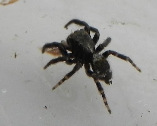 Réf. 166 148 : Pseudeuophrys erratica