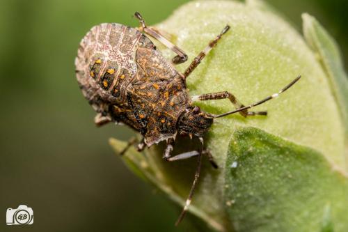 Réf. 166 531 : Halyomorpha halys