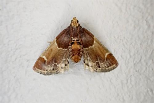 Réf. 166 080 : Pyralis farinalis
