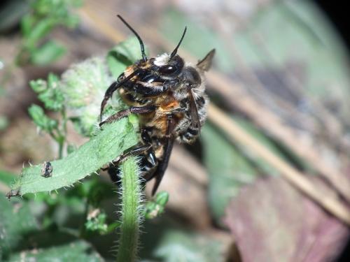 Megachile sculpturalis