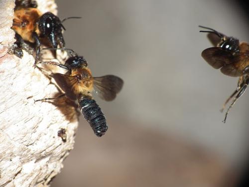 Megachile sculpturalis