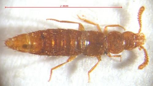 Rhopaletes solifugus
