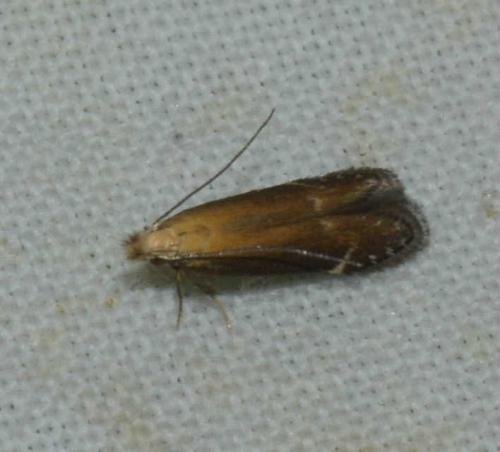 Monochroa cytisella