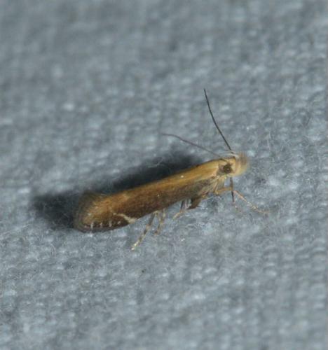 Monochroa cytisella