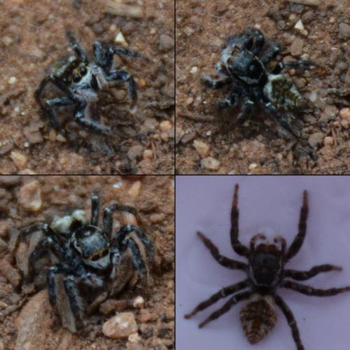 Carrhotus xanthogramma