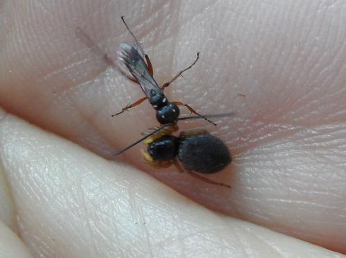 Réf. 166 611 : Agenioideus sp.