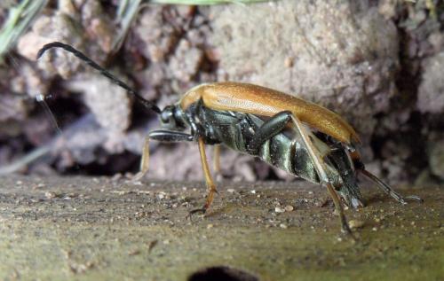 Stictoleptura rubra