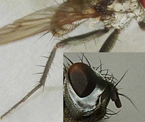 Réf. 166 677 : Eustalomyia sp.