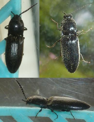 Réf. 166 112 : Hemicrepidius hirtus