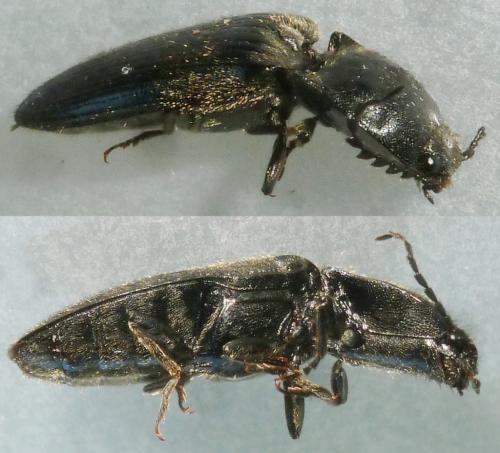 Réf. 166 431 : Hemicrepidius hirtus