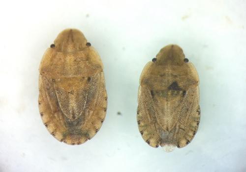 Sciocoris sulcatus