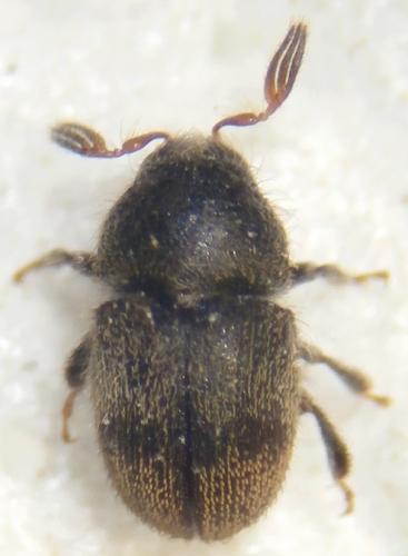 Phloeotribus scarabaeoides