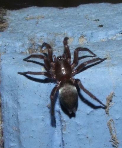 Scotophaeus sp.