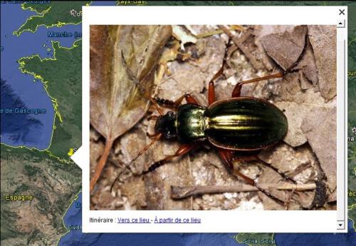 Carabus auratus